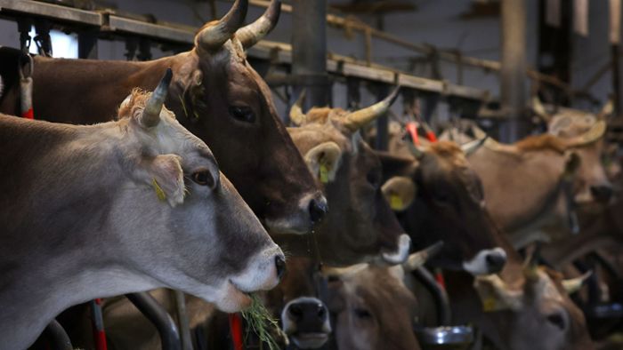 33 Rinder verendet - Zwei Jahre Bewährung für Landwirt