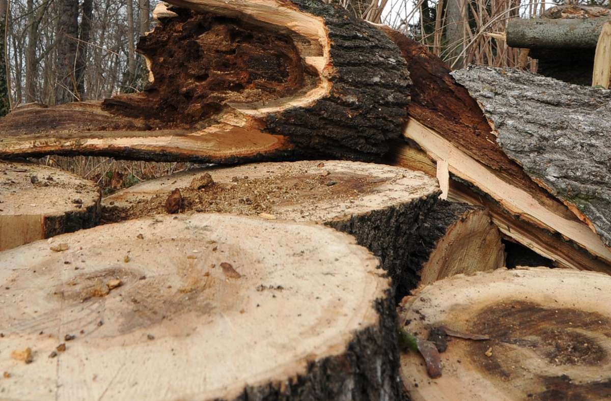 Baumsterben in Esslingen: Symbolträchtiger Baum wird gefällt