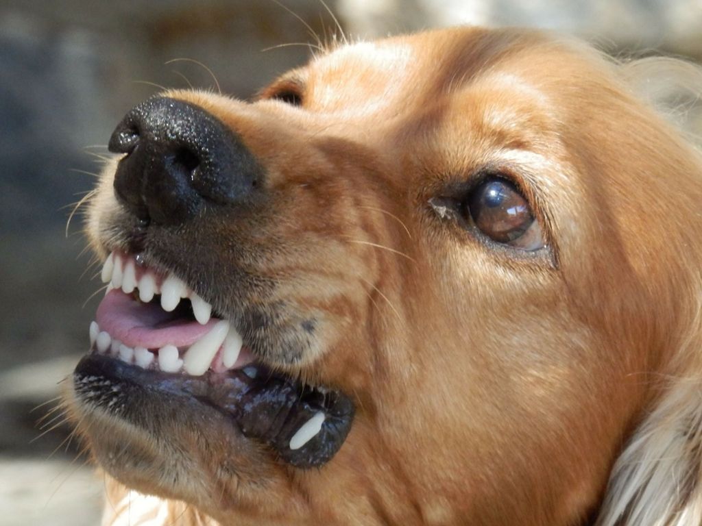Die zwei Verantwortlichen und der Bruder des einen müssen am kommenden Dienstag vor Gericht: Prozessbeginn: Kampfhunde reißen Teenager Teile der Nase ab