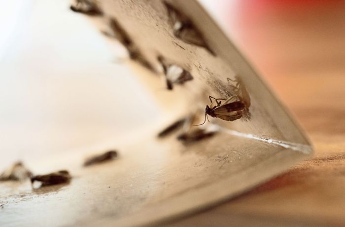 Insekten im Haus: Wie man lästige Krabbler wieder los wird