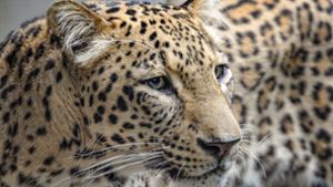 Leberkrebs – einziger Persischer Leopard eingeschläfert