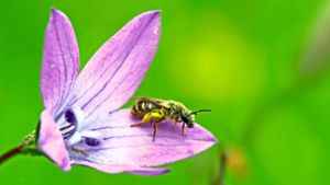 Mehr Platz für Wildbienen und Schmetterlinge