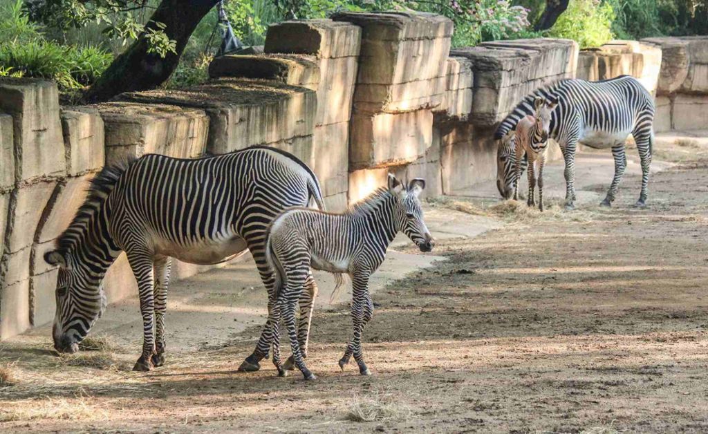 Bei den Grevy-Zebras stellte sich 2017 zum ersten Mal nach der Neugruppierung der Herde 2013 Nachwuchs ein: und das gleich zweifach.