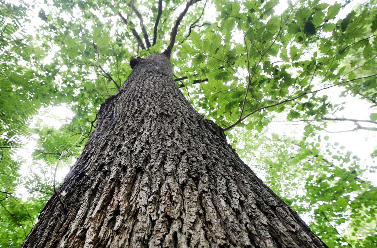 Städtische Baumschule Renningen: Eichenmangel? Diese Stadt  will ihre Bäume selber ziehen
