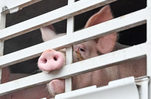 Auf Missstände bei der Schweineschlachtung soll das Unternehmen reagiert haben, bei der Rinderverarbeitung nicht im ausreichenden Maß. Foto: dpa/Patrick Pleul