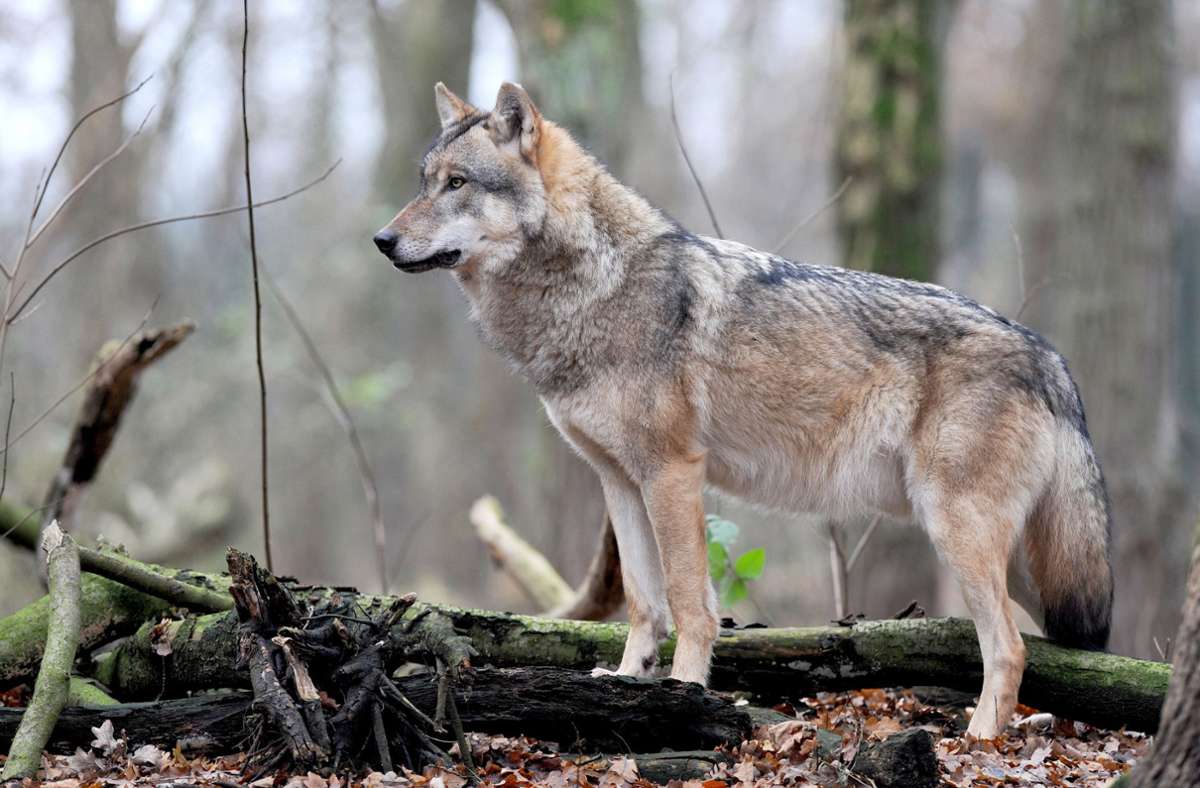 Baden-Württemberg: Neuer Wolf im Südwesten nachgewiesen