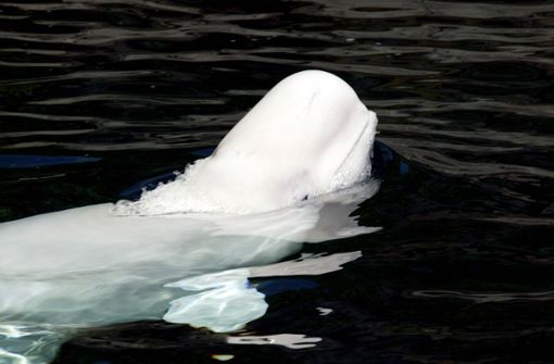 Normalerweise leben Belugawale in arktischen Gewässern vor den Küsten Russlands, Alaskas und Kanadas (Symbolbild). Foto: imago/Barry Bland