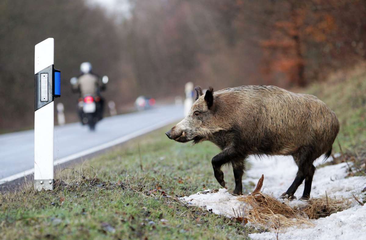 Verkehrssicherheit: Reflektoren verhindern Unfälle mit Wildschweinen und Rehen nicht