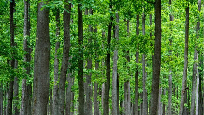 Das sind die 5 klimaresistentesten Bäume in Stuttgart