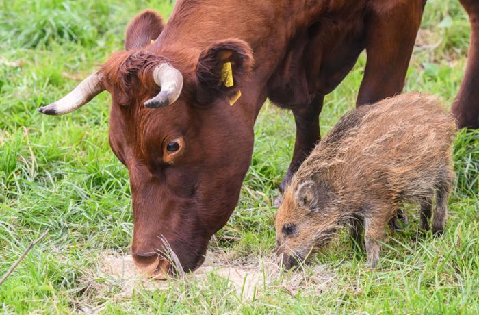 Biohof in Niedersachsen: Kuhherde zieht junges Wildschwein „Frieda“  auf