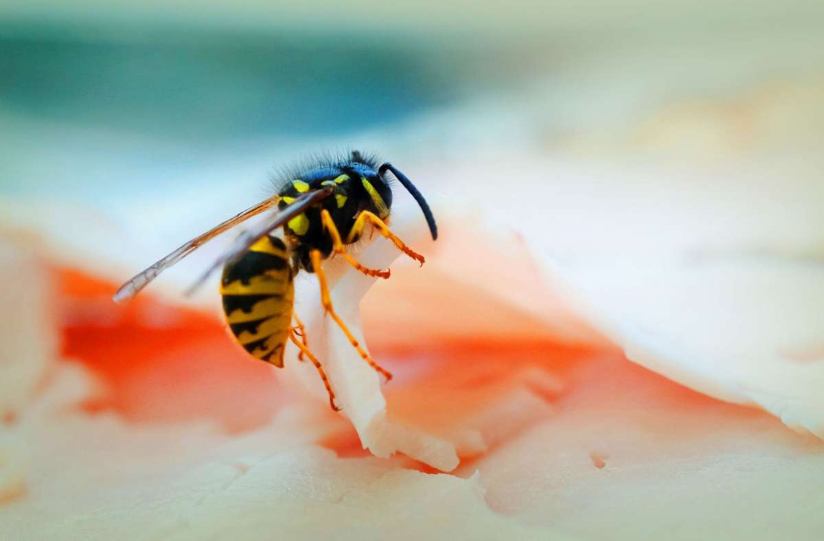 Krankheitsübertragung: Wie gefährlich sind Wespen oder Motten am Essen?
