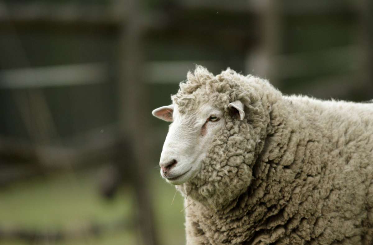 Bundespolizei Stuttgart: Vier Schafe bei Zugunfall getötet