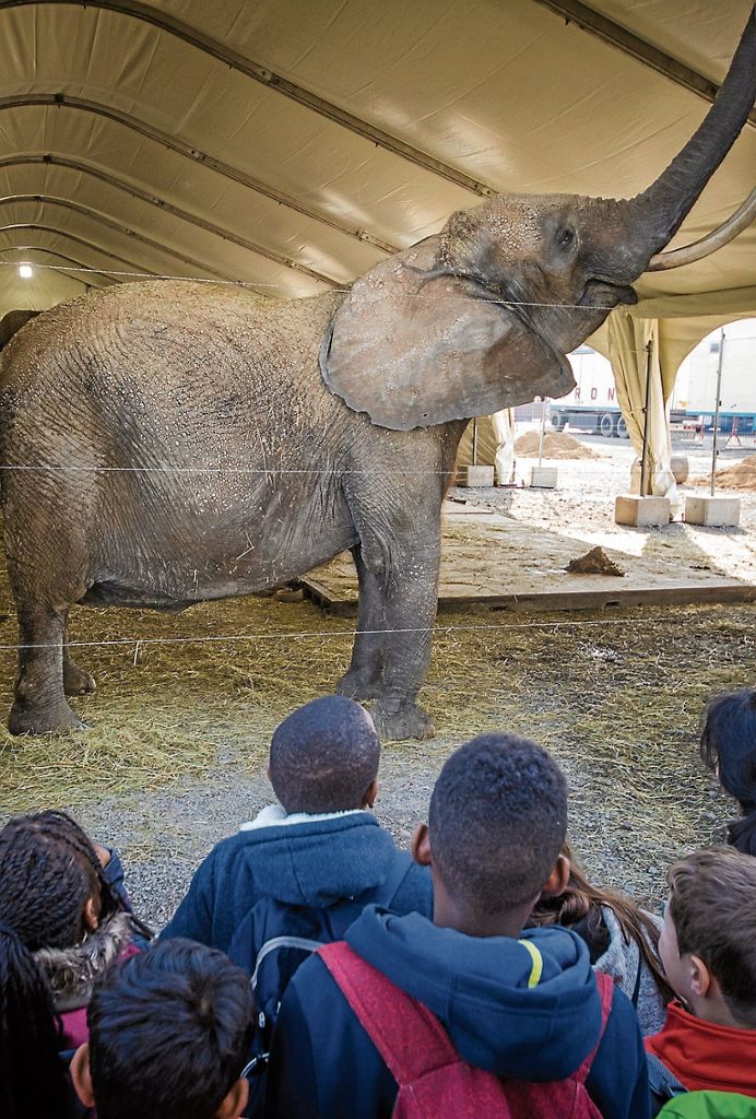 Sollte ein Verbot in Kraft treten, wird der Circus klagen: Circus Krone droht mit Klage gegen Wildtierverbot