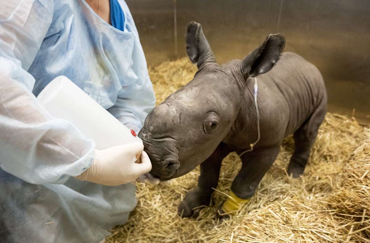 Stolze 60 Kilogramm wog das Nashorn-Baby bei seiner Geburt. Foto: dpa/Supplied