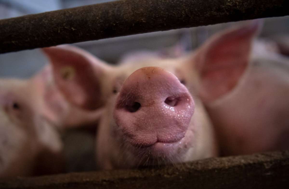 Baden-Württemberg: Schweinebestand  sinkt erneut