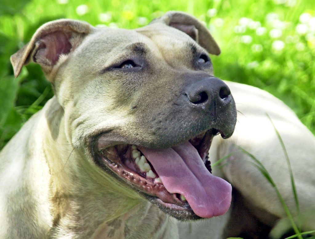 Tiere bestanden 2016 Verhaltensprüfung – Halter in Pflicht: Hundeführerschein gefordert