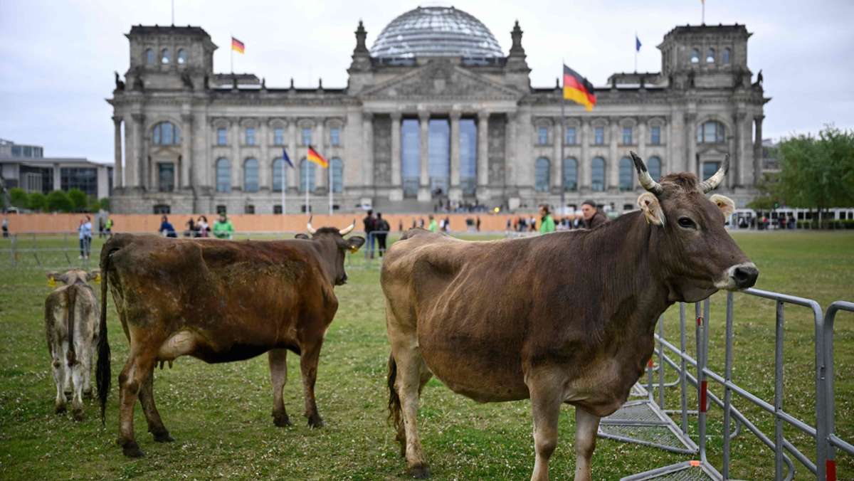 Vor dem Bundestag in Berlin: Darum weiden Kühe auf der Reichstagswiese