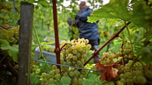 Neue Sorten als Hoffnung für den  Weinbau?