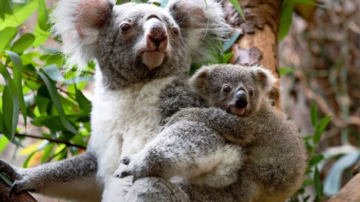 Jetzt können die Koalas kommen
