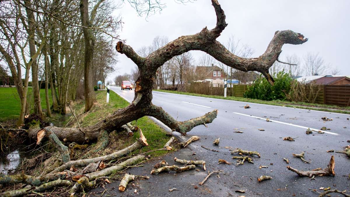 Unfälle: Fünf Tote durch umgestürzte Bäume in Polen