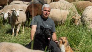 Wie Schafe Streuobstwiesen retten
