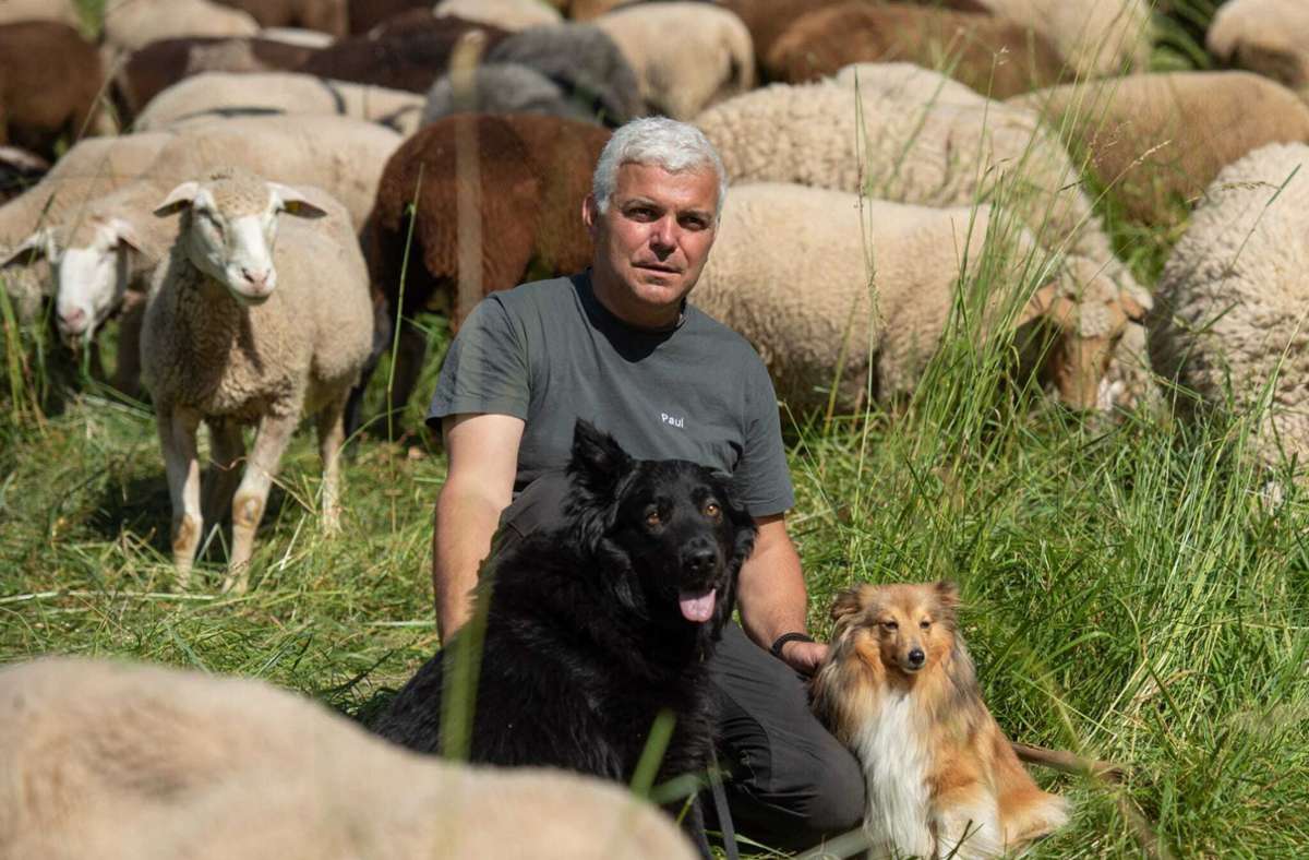 Württembergische Kulturlandschaft: Wie Schafe Streuobstwiesen retten