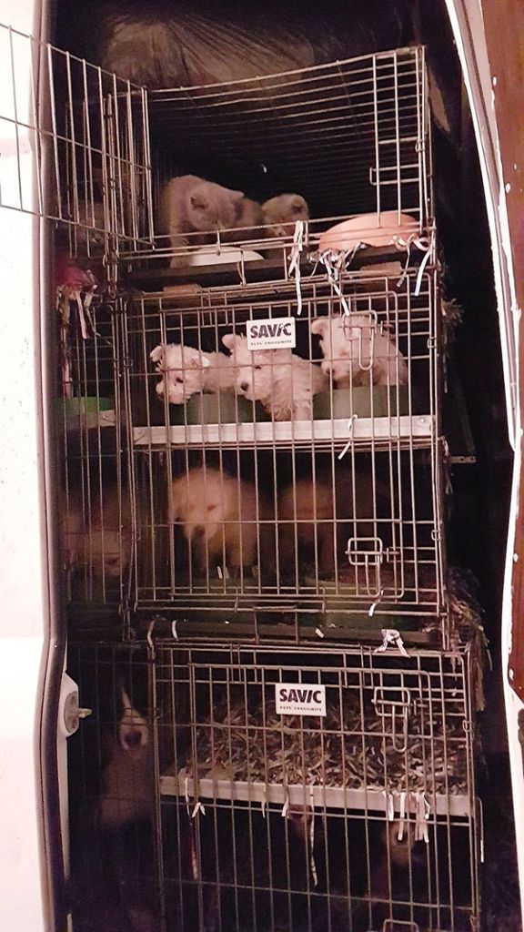 Einige der aus einem illgealen Transport stammenden Tiere sind tot: 20 gerettete Welpen haben eine neue Heimat