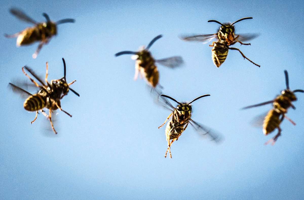Insekten im Kreis Esslingen: Was tun gegen Wespen?