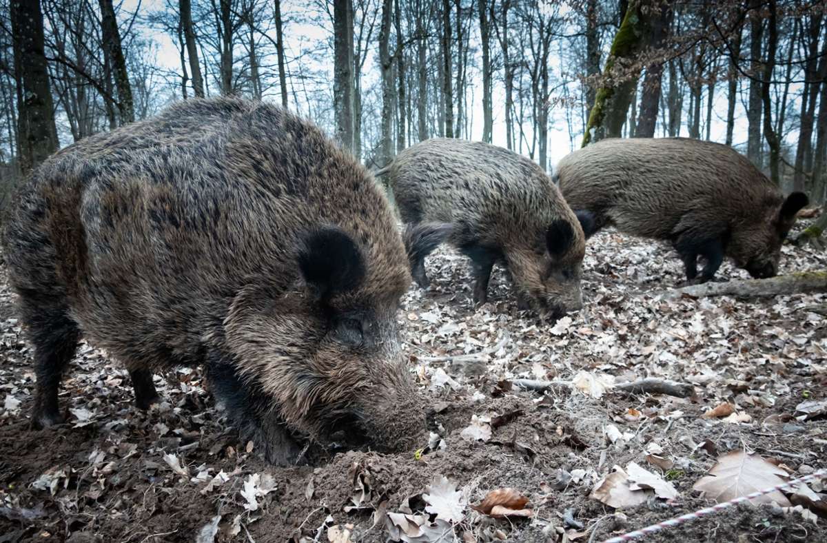 Wildschweine kreuzen die Fahrbahn: So wappnet man sich gegen Wildunfälle