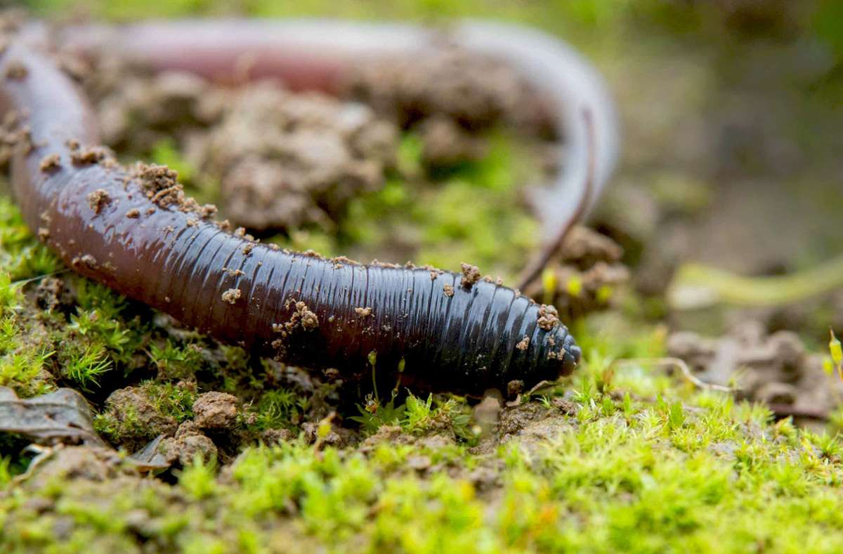 Einfluss aus dem Untergrund: Wie Würmer die Zahl der Insekten verringern
