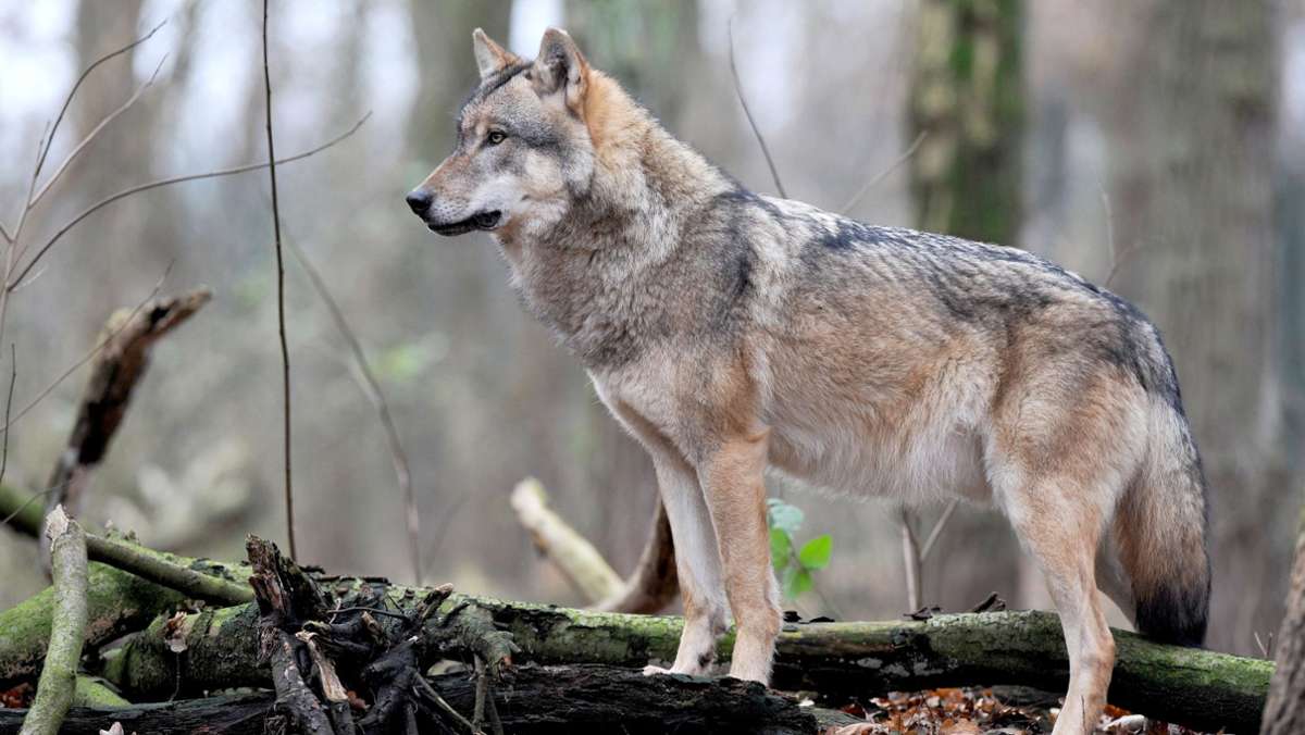 Wolfspaar in Baden-Württemberg: Mehr Segen als Fluch