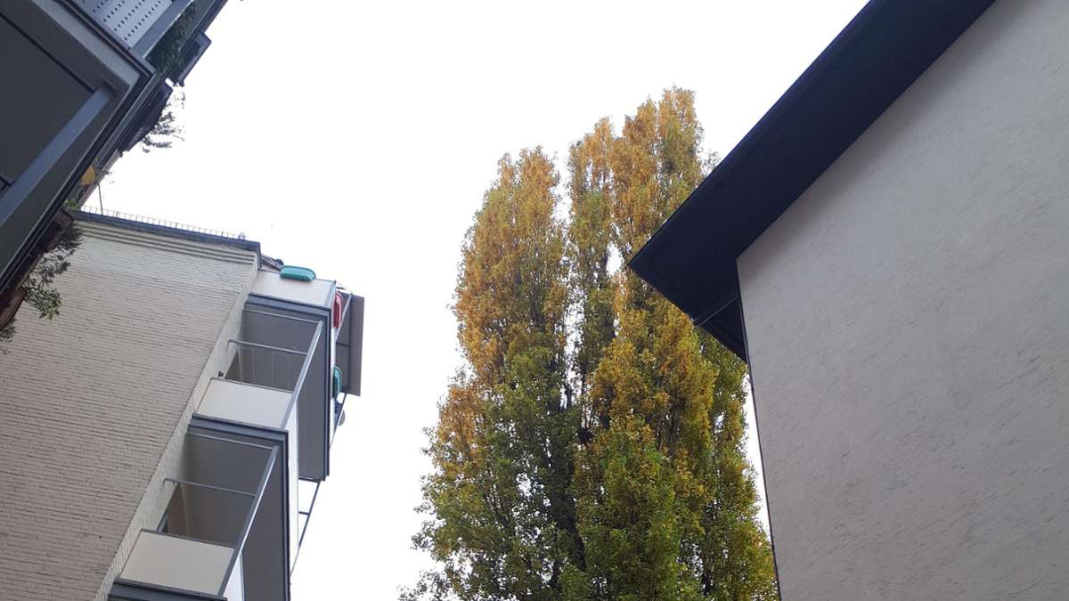 Widerstand gegen Baumfällungen  im Stuttgarter Westen: Zwei Pappeln im Häusermeer vom Hölderlinplatz