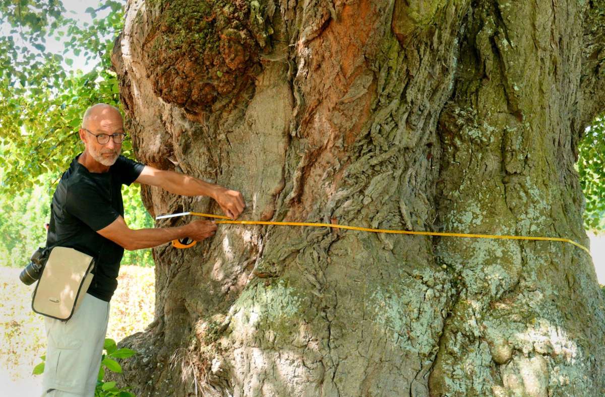 Aufwendige Bestandserhebung: Die größten und ältesten  Bäume im Land