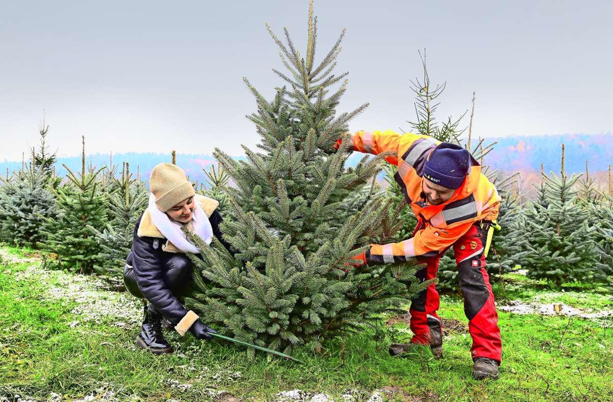 Weihnachtsbaum-Kauf im Kreis Esslingen: Auch der Christbaum geht mit der Mode