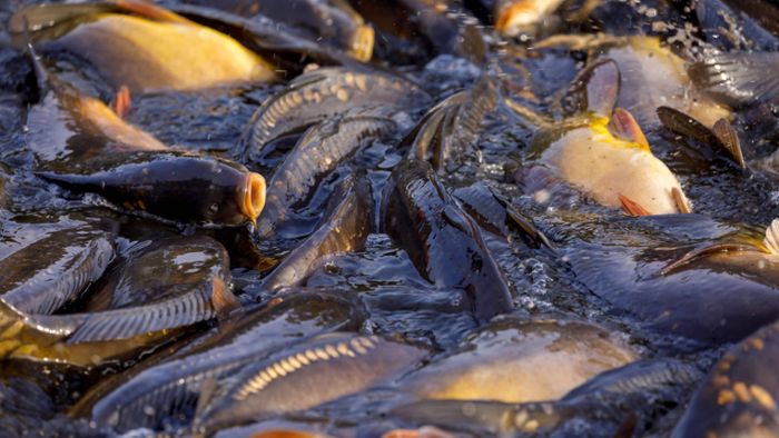 Verbotenes Arzneimittel in Fischzuchtanlage nachgewiesen