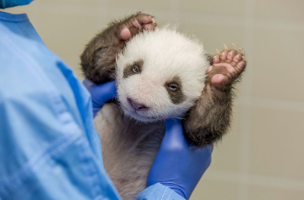 Berliner Zoo: Die Milch macht’s – Mini-Pandas wachsen tüchtig