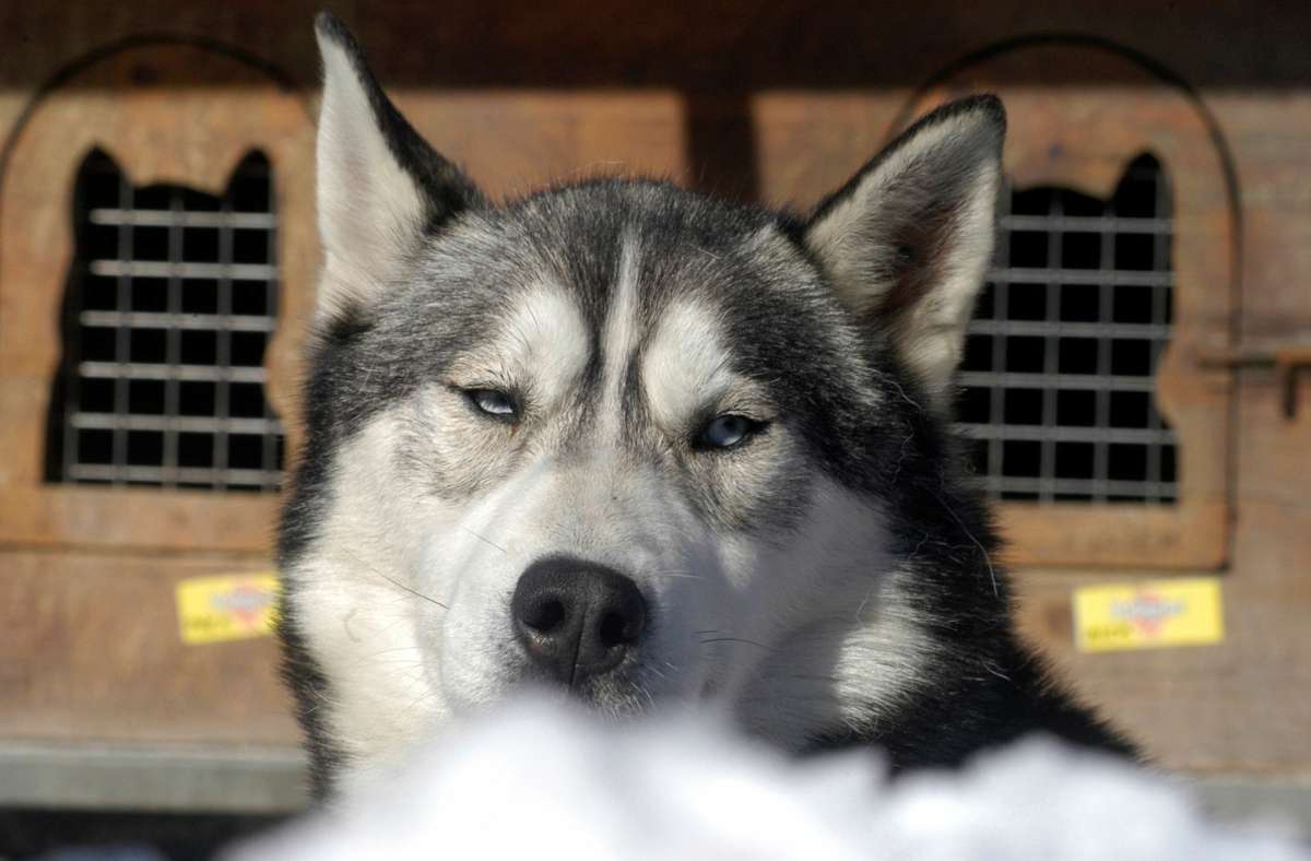 Nach Hunde-Tragödie im Schwarzwald: Huskys in überhitztem Transporter erstickt – Strafbefehl gegen Halterin