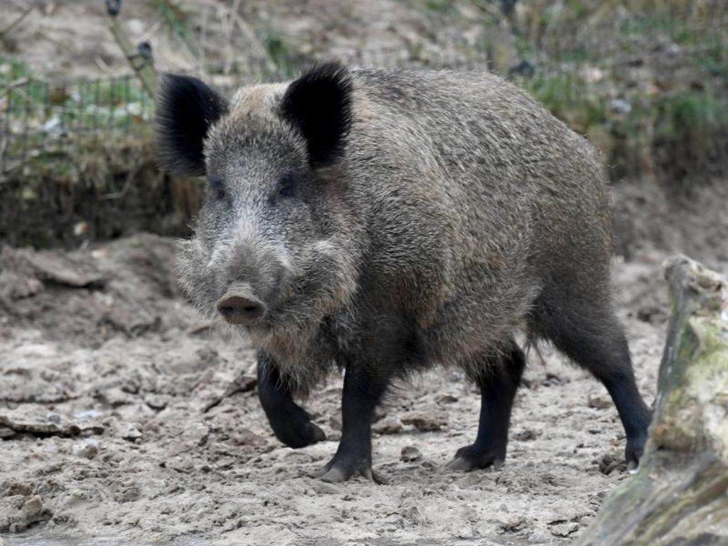Ausbreitung der Afrikanischen Schweinepest soll verhindert werden: Hauk will Wildschweine massenhaft töten