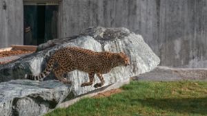 Tierpark  steigt in die Geparden-Zucht ein