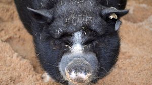 Vietnamesische Hängebauchschweine als Vorboten
