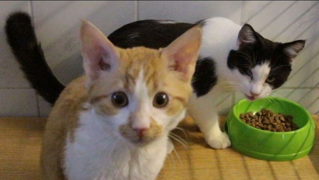 In der Serie Schnauze, Schnabel, Schnuppernäschen werden Tiere aus dem Tierheim Esslingen vorgestellt: Die Katzenbrüder Niklas und Sunny 