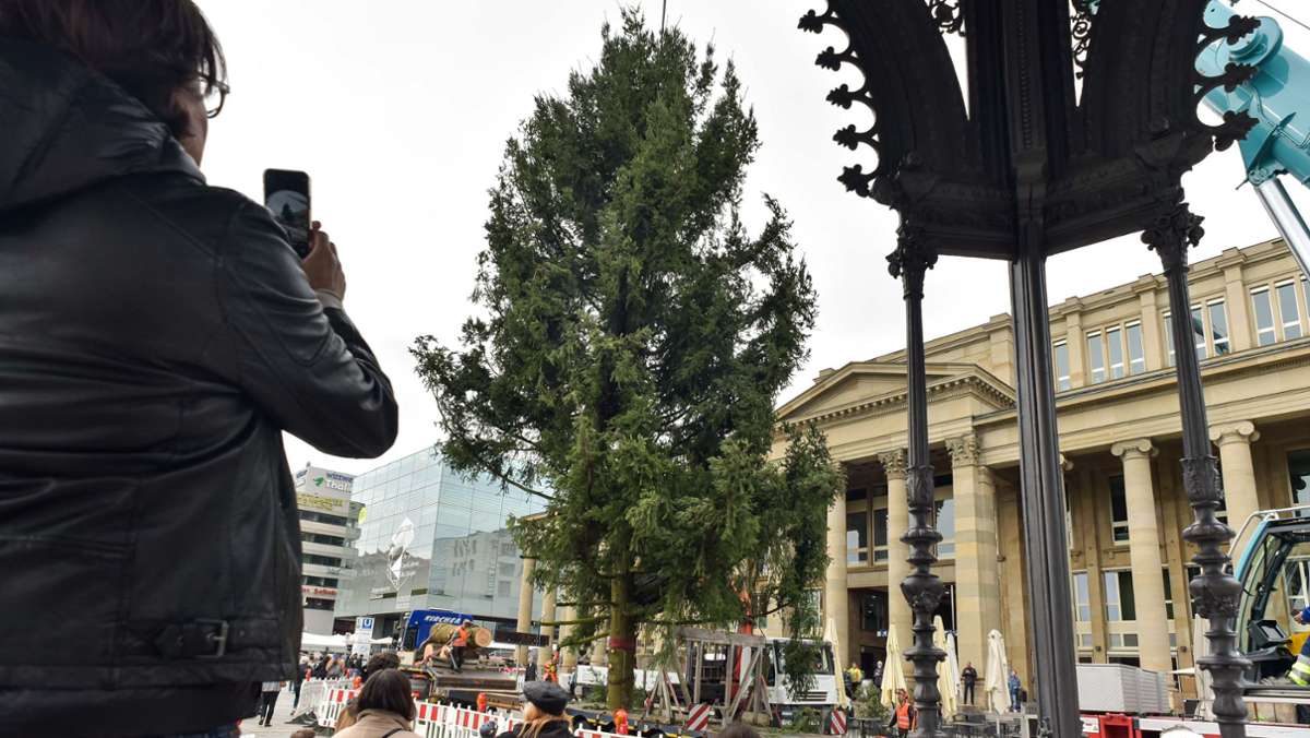 Stuttgart: Der Weihnachtsbaum auf dem Schlossplatz steht