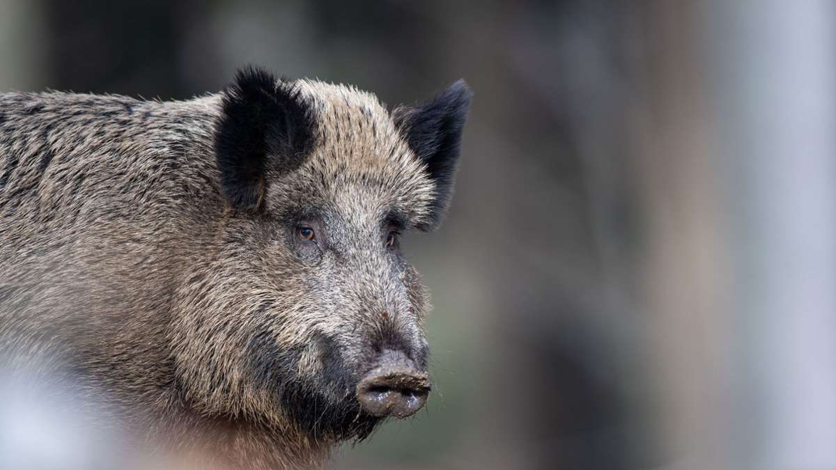 Ungewöhnlicher Einsatz in Steinenbronn: Polizei verscheucht Wildschweine von  Friedhof