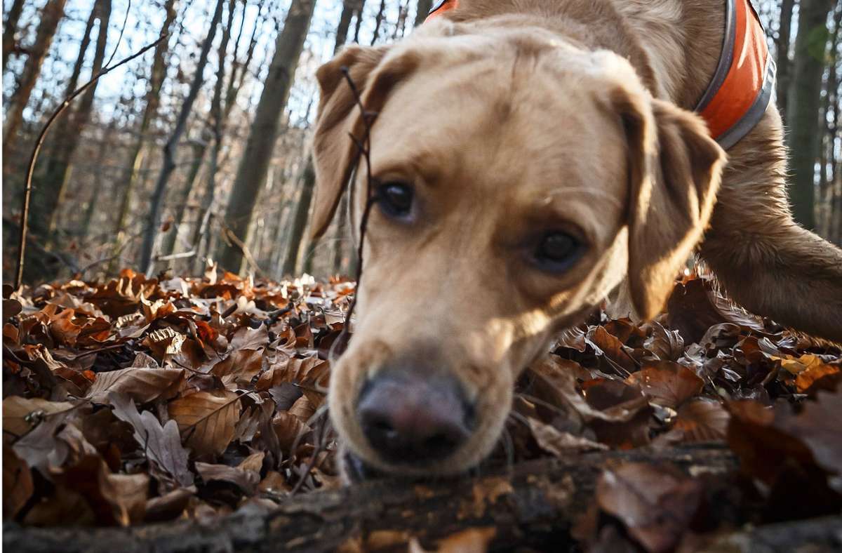 Vierbeiner im Wald: Der Wald als Wundertüte für Hunde