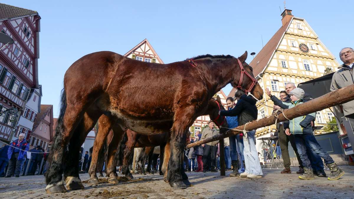 Zweibeiner und Vierbeiner sind am Pferdemarktsdienstag auf dem Marktplatz unterwegs.