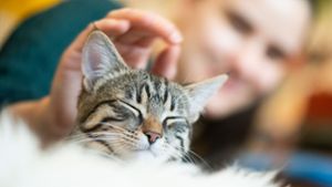 Tiermediziner raten: In Corona-Quarantäne nicht mit der Katze schmusen