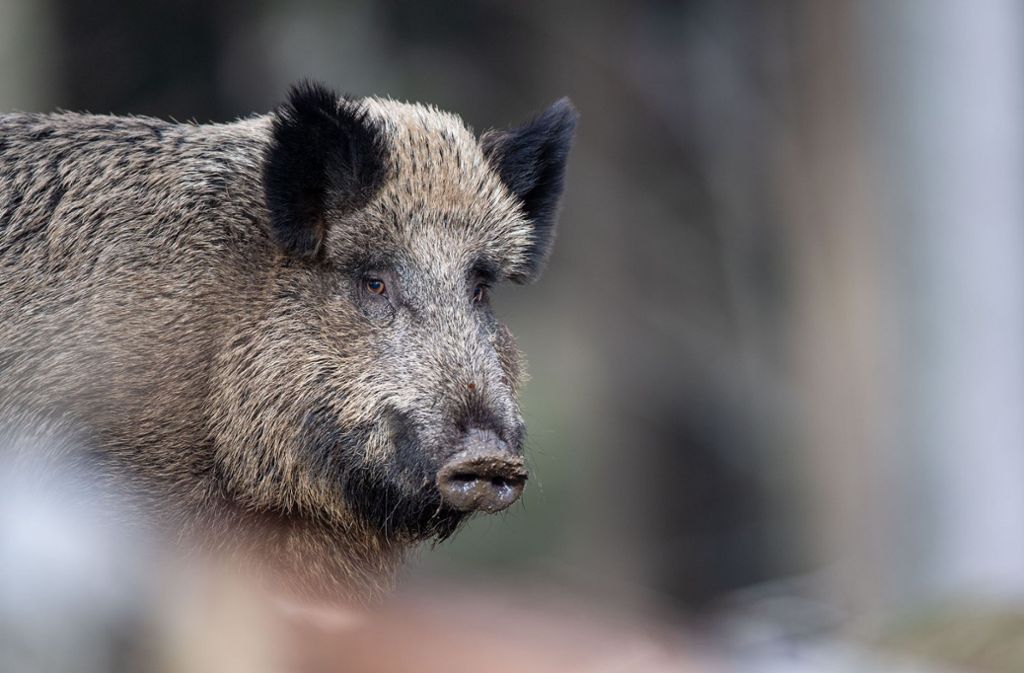 Rüsselsheim: Wildschwein randaliert in Bäckerei – und wird erschossen