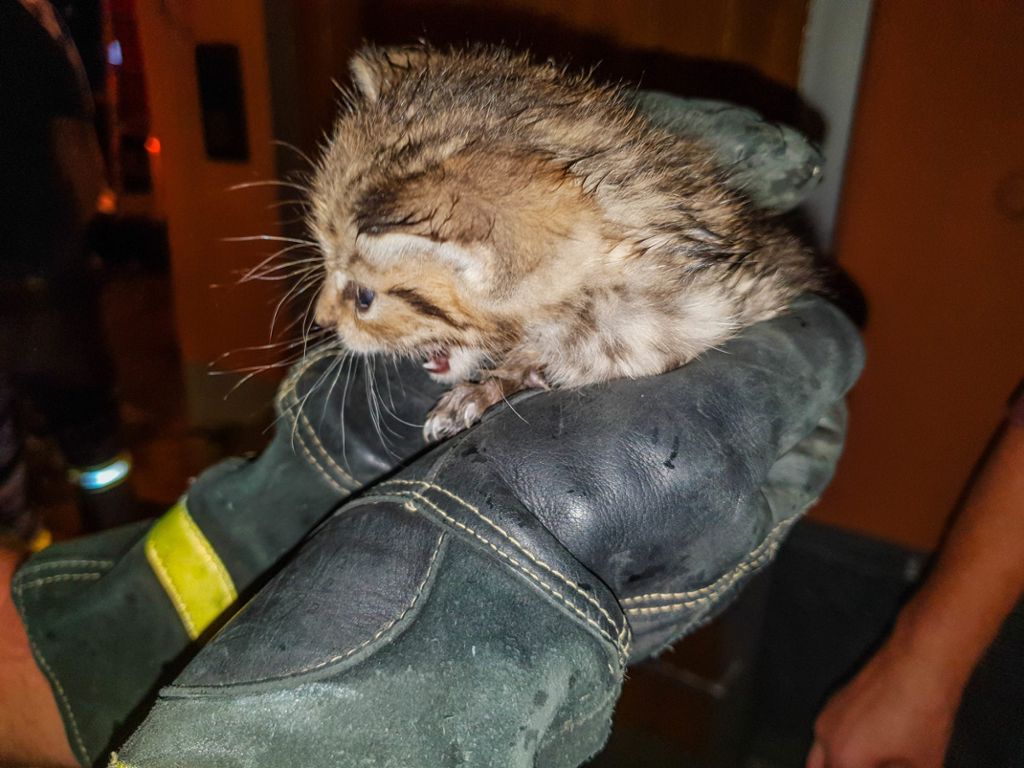 Die Feuerwehr rettete das wenige Wochen alte Tier in einer dreistündigen Rettungsaktion: Feuerwehr befreit Katzenjunges aus Abwasserrohr