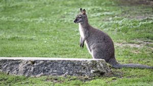 Ausgebüxtes Känguru hüpft durch Ofterdingen