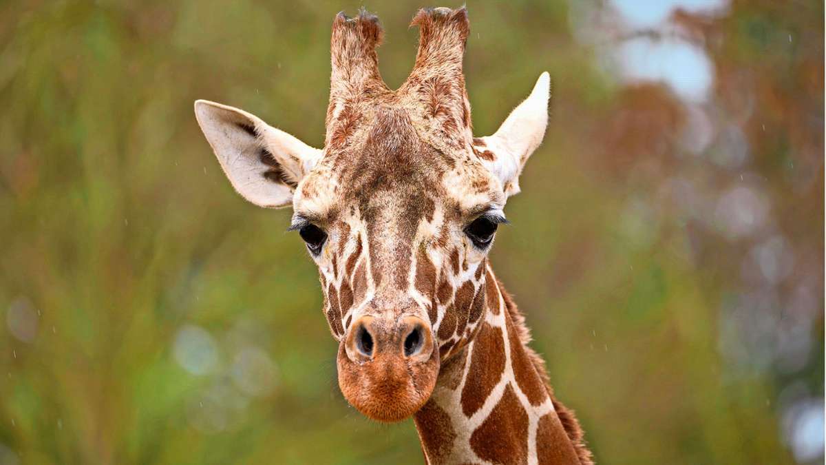 Giraffenbulle Tilodi ist bei den Netzgiraffen in die Wilhelma eingezogen.